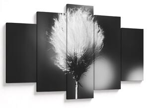 Obraz - Čiernobiely cottongrass (150x105 cm)