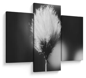 Obraz - Čiernobiely cottongrass (90x60 cm)