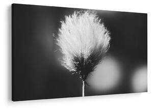 Obraz - Čiernobiely cottongrass (90x60 cm)