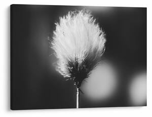 Obraz - Čiernobiely cottongrass (70x50 cm)