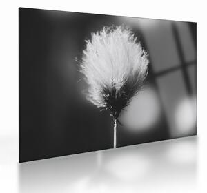 Sklenený obraz - Čiernobiely cottongrass (70x50 cm)