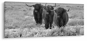 Obraz - Škótske kravy (120x50 cm)
