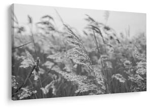 Obraz - Tráva vo vetre (90x60 cm)