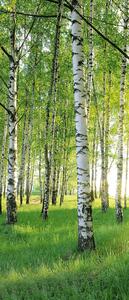 Fototapeta na dvere BIRCH GROVE 86x200 cm