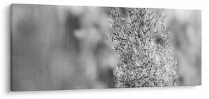 Obraz - Boho pampas grass (120x50 cm)