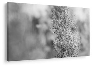 Obraz - Boho pampas grass (90x60 cm)