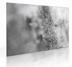 Sklenený obraz - Boho pampas grass (70x50 cm)