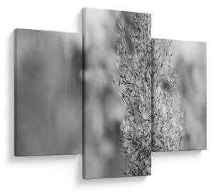 Obraz - Boho pampas grass (90x60 cm)