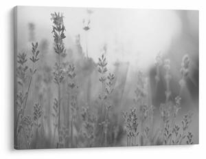 Obraz - Levanduľa (70x50 cm)