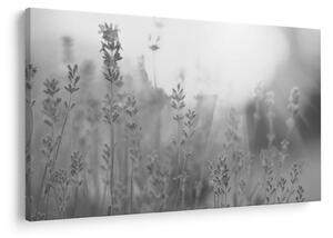 Obraz - Levanduľa (90x60 cm)