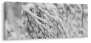 Obraz - Zasnežené vetvy (120x50 cm)