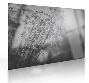 Sklenený obraz - Lúka po daždi (70x50 cm)