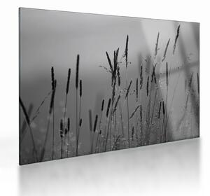 Sklenený obraz - Steblá trávy (70x50 cm)