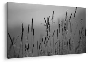 Obraz - Steblá trávy (90x60 cm)