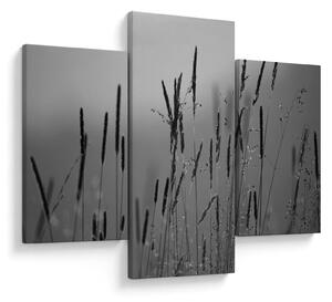 Obraz - Steblá trávy (90x60 cm)