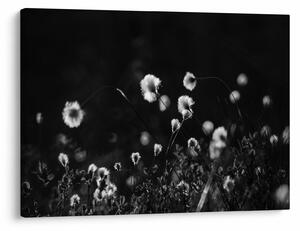 Obraz - Lúka s cottongrass N⁰1 (70x50 cm)