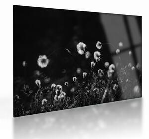 Sklenený obraz - Lúka s cottongrass N⁰1 (70x50 cm)