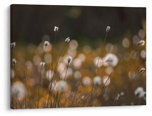 Obraz - Lúka s cottongrass N⁰2 (70x50 cm)