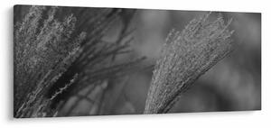Obraz - Sušená pampová tráva (120x50 cm)