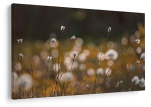 Obraz - Lúka s cottongrass N⁰2 (90x60 cm)