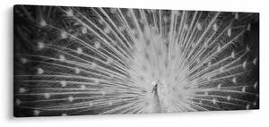 Obraz - Biely páv (120x50 cm)