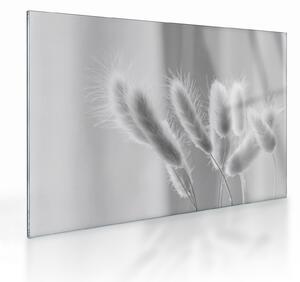 Sklenený obraz - Bunny tail grass (70x50 cm)