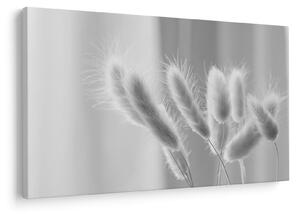 Obraz - Bunny tail grass (90x60 cm)
