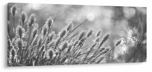Obraz - Béžová soft grass N⁰1 (120x50 cm)