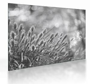 Sklenený obraz - Béžová soft grass N⁰1 (70x50 cm)