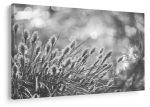 Obraz - Béžová soft grass N⁰1 (90x60 cm)