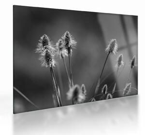 Sklenený obraz - Béžová soft grass N⁰2 (70x50 cm)