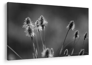 Obraz - Béžová soft grass N⁰2 (90x60 cm)
