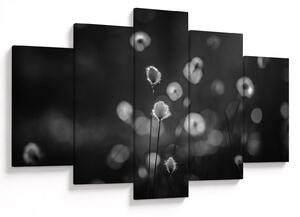 Obraz - Cottongrass na lúke (150x105 cm)