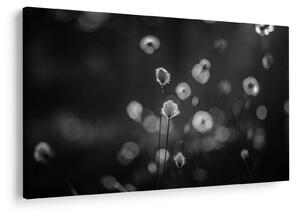 Obraz - Cottongrass na lúke (90x60 cm)