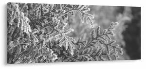 Obraz - Smrekový les (120x50 cm)