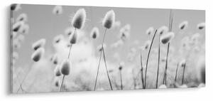 Obraz - Boho bunny tail grass (120x50 cm)