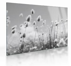 Sklenený obraz - Boho bunny tail grass (70x50 cm)