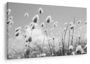 Obraz - Boho bunny tail grass (90x60 cm)