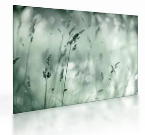 Sklenený obraz - Zelená lúka (70x50 cm)