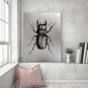 Obraz na plátně Brouk Hmyz - 40x60 cm