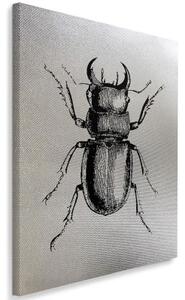 Obraz na plátně Brouk Hmyz - 40x60 cm