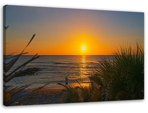 Obraz na plátně Plážová tráva při západu slunce - 60x40 cm