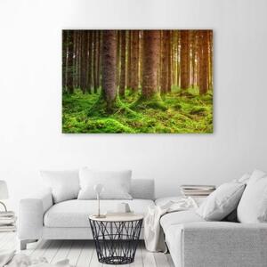 Obraz na plátně Stromy v mechu Krajinomalba - 60x40 cm