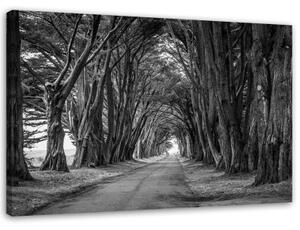 Obraz na plátně Aleje stromů v PARKU černobíle - 120x80 cm