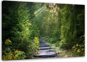 Obraz na plátně Lesní příroda Zelená krajina - 60x40 cm