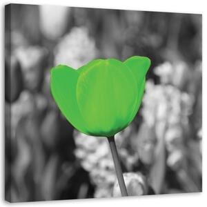 Obraz na plátně Tulipánový květ - 40x40 cm