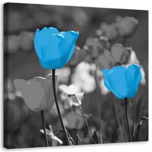 Obraz na plátně Modrý tulipán Květina Příroda - 40x40 cm