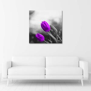 Obraz na plátně Květiny Fialové tulipány - 30x30 cm