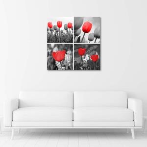 Obraz na plátně Sada červených tulipánů - 60x60 cm