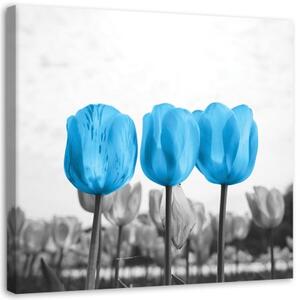 Obraz na plátně Květiny Tulipány Příroda Modrá - 30x30 cm